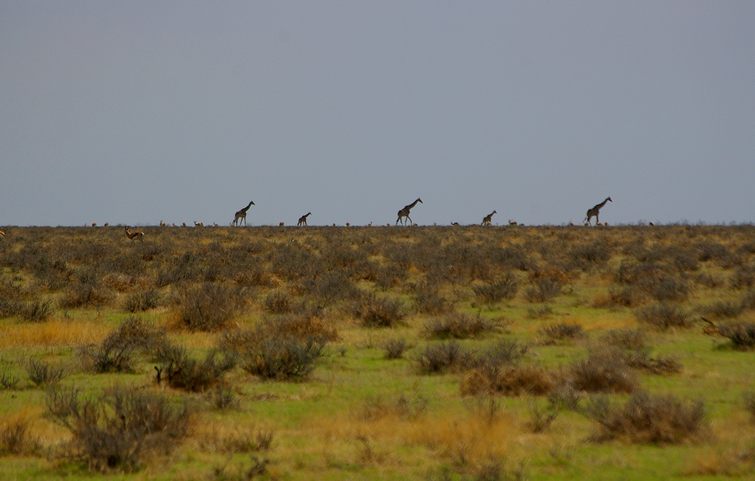 643 Namibia Okt 2006 .JPG